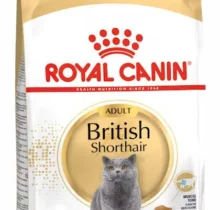 BRITISH SHORT HAIR ADULT DRY FOOD